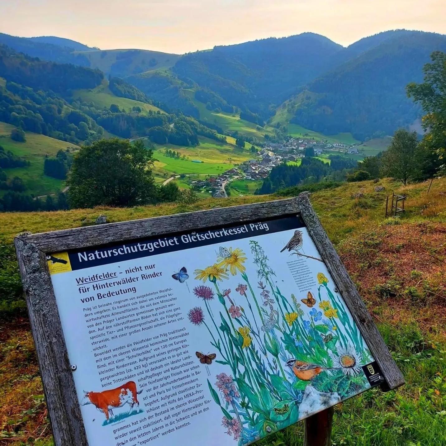 Ferienwohnungen Haus Hees Todtnau Kültér fotó