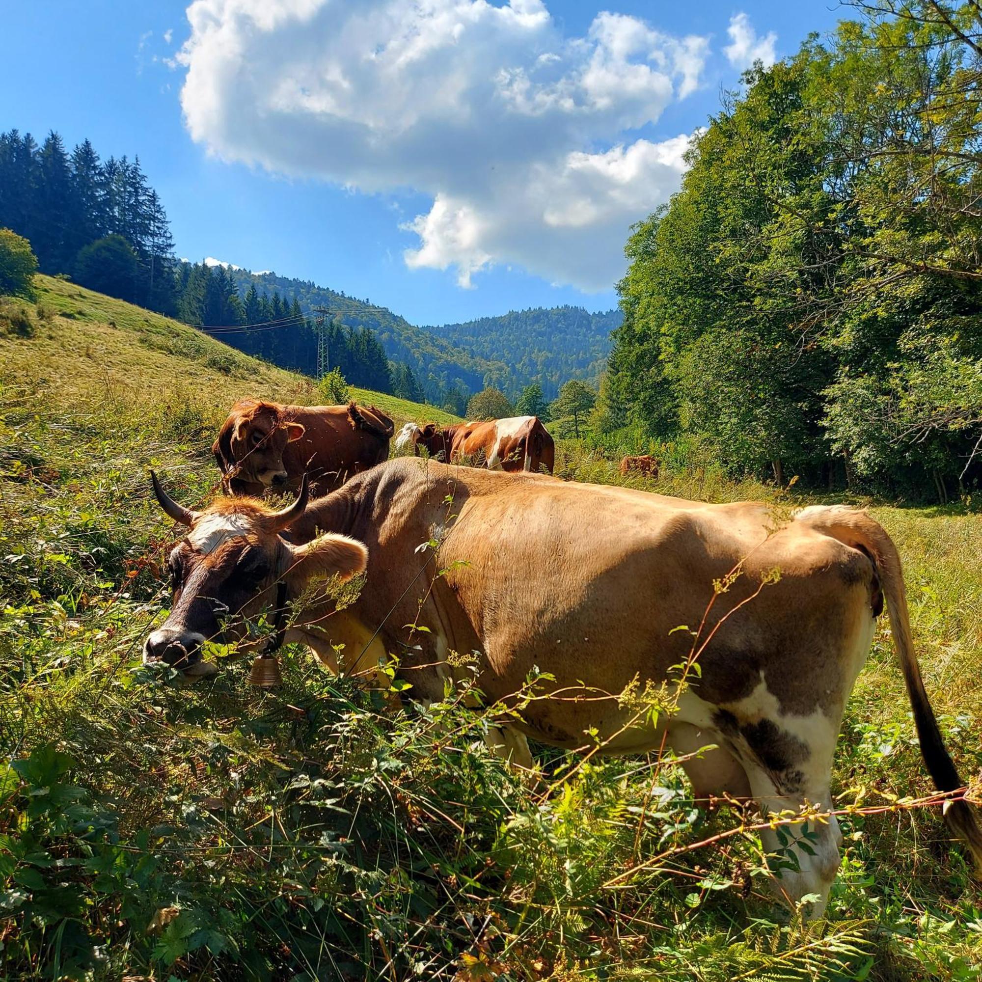 Ferienwohnungen Haus Hees Todtnau Kültér fotó